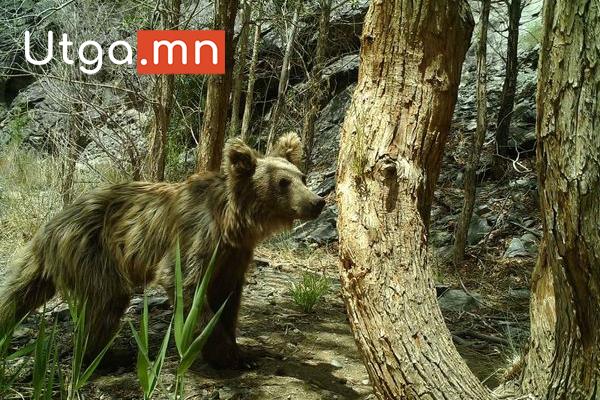 МОНГОЛ МАЗААЛАЙГ ДЭЛХИЙД ТАНИУЛАХ ЛОГО ЗОХИОН БҮТЭЭХ 10 САЯ ТӨГРӨГИЙН ШАГНАЛЫН САНТАЙ УРАЛДААН ЗАРЛАГДЛАА