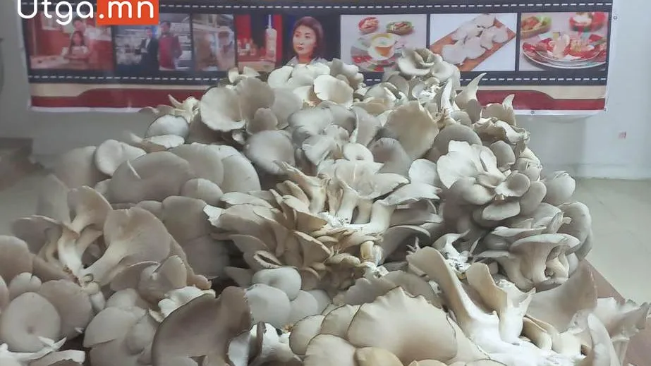 ЭРДЭНЭТИЙН ИРГЭД ХЯСААН МӨӨГ ТАРИАЛАХАД СУРАЛЦАЖ БАЙНА