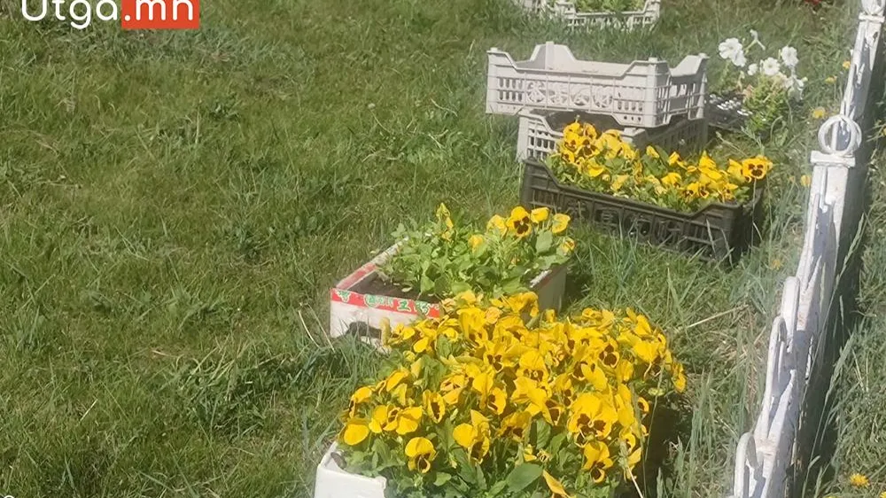 ОРХОН АЙМГИЙН ЦЭЦЭРЛЭГЖҮҮЛЭЛТ НОГООН БАЙГУУЛАМЖИЙН ГАЗРААС ХОТЫН 4 ТӨРӨЛД 8 ӨНГӨНИЙ СОНГОЛТТОЙ ЦЭЦГИЙГ СУУЛГАЖ БАЙНА.