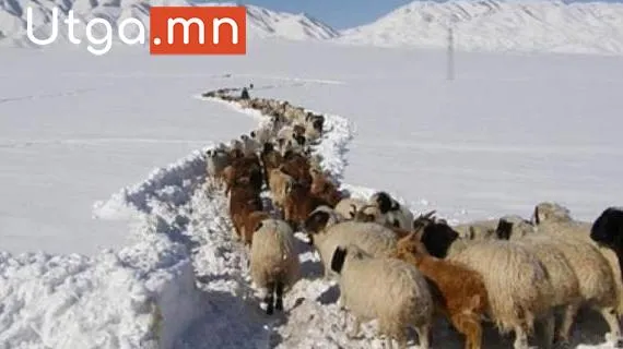 ЗУДЫН УЛМААС МАЛГҮЙ БОЛСОН ӨРХИЙГ МАЛЖУУЛАХ АРГА ХЭМЖЭЭ АВНА