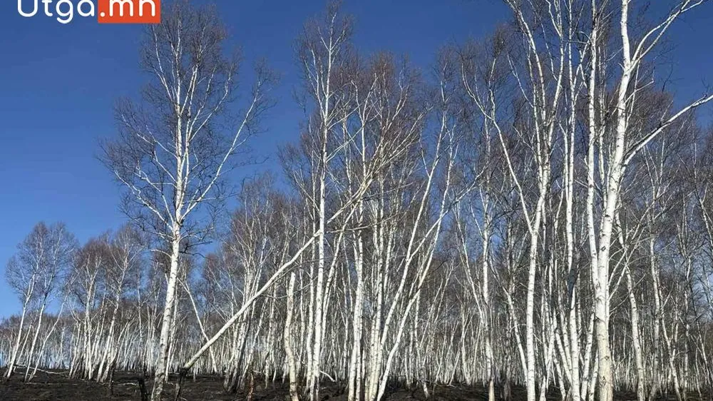 НӨМРӨГИЙН СОЁЛЗ, ГАЛСТАЙ, ЦЭЦЭГТ, ЗАРАА УУЛ ОРЧИМД СУДАЛГАА ХИЙЖ, ДЭЭЖ ЦУГЛУУЛЛАА
