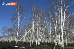 НӨМРӨГИЙН СОЁЛЗ, ГАЛСТАЙ, ЦЭЦЭГТ, ЗАРАА УУЛ ОРЧИМД СУДАЛГАА ХИЙЖ, ДЭЭЖ ЦУГЛУУЛЛАА