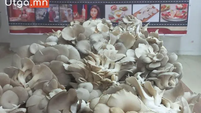 ЭРДЭНЭТИЙН ИРГЭД ХЯСААН МӨӨГ ТАРИАЛАХАД СУРАЛЦАЖ БАЙНА