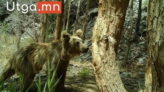 МОНГОЛ МАЗААЛАЙГ ДЭЛХИЙД ТАНИУЛАХ ЛОГО ЗОХИОН БҮТЭЭХ 10 САЯ ТӨГРӨГИЙН ШАГНАЛЫН САНТАЙ УРАЛДААН ЗАРЛАГДЛАА