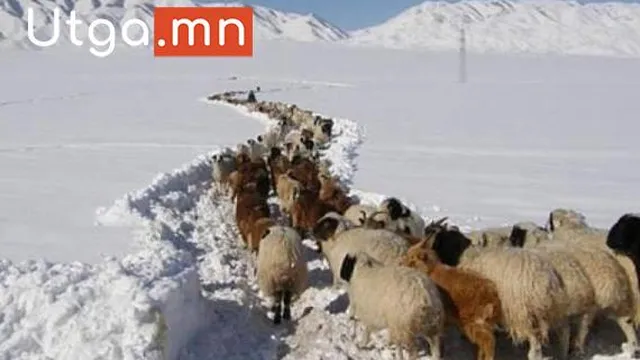 ЗУДЫН УЛМААС МАЛГҮЙ БОЛСОН ӨРХИЙГ МАЛЖУУЛАХ АРГА ХЭМЖЭЭ АВНА